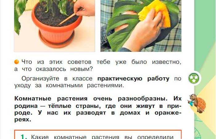 А – Я: Путешествие по миру комнатных растений