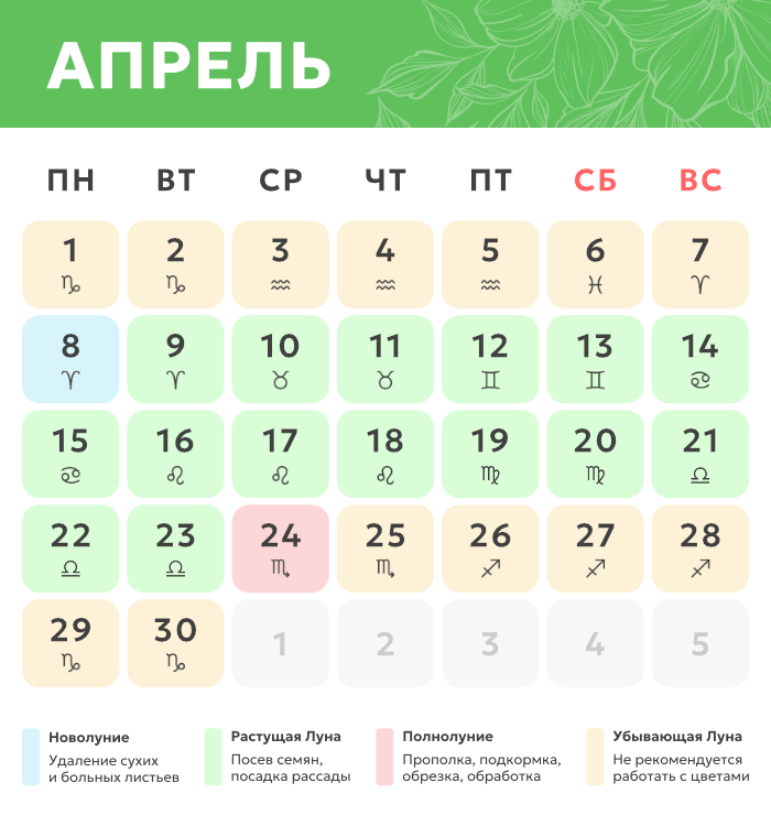 Благоприятные дни для пересадки комнатных растений в 2024 году