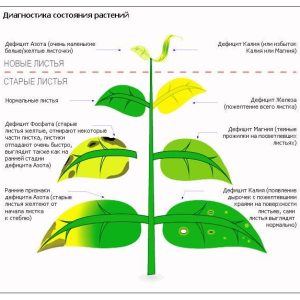 Болезни аквариумных растений: причины, симптомы и лечение