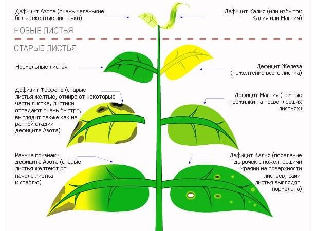 Болезни аквариумных растений: причины, симптомы и лечение
