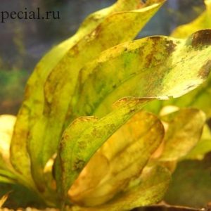 Болезни аквариумных растений: причины, симптомы и лечение (с фото)