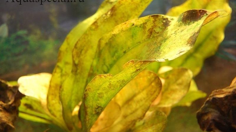 Болезни аквариумных растений: причины, симптомы и лечение (с фото)