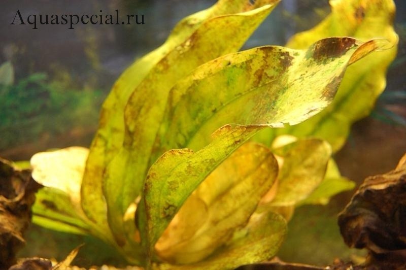 Болезни аквариумных растений: причины, симптомы и лечение (с фото)