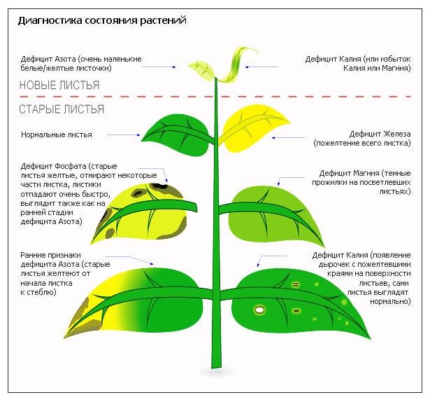 Болезни аквариумных растений: причины, симптомы, лечение и профилактика