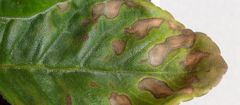 Болезни комнатных растений: причины, диагностика и методы борьбы