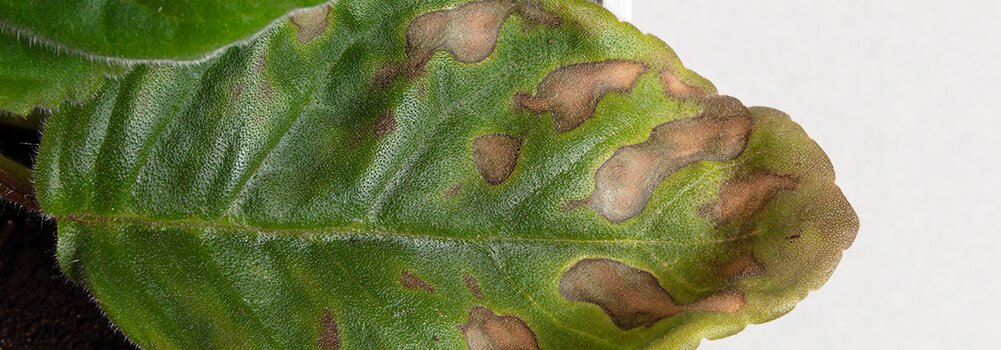 Болезни комнатных растений: причины, диагностика и методы борьбы