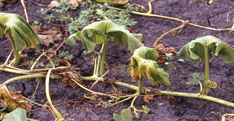 Болезни, передающиеся от растений к человеку