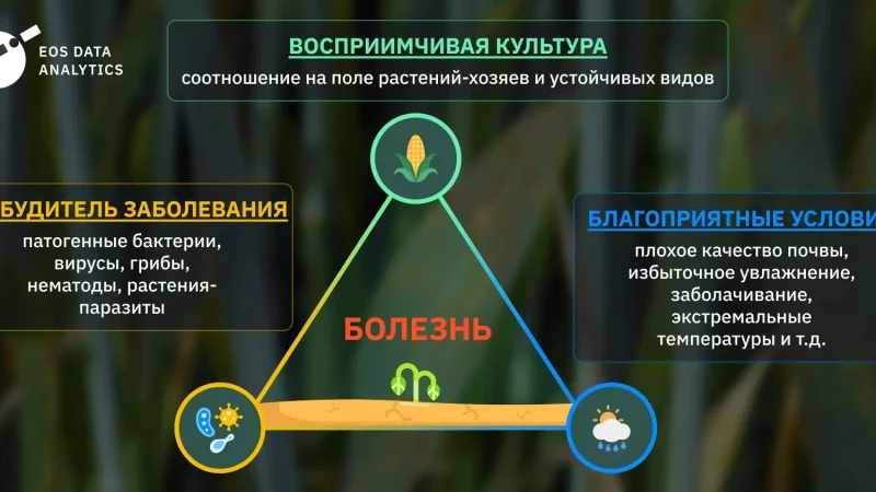Болезни растений: диагностика, лечение и профилактика