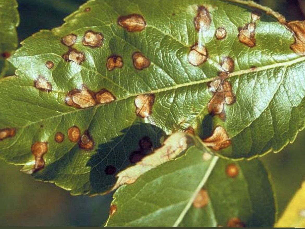 Болезни растений: как распознать, лечить и предотвратить