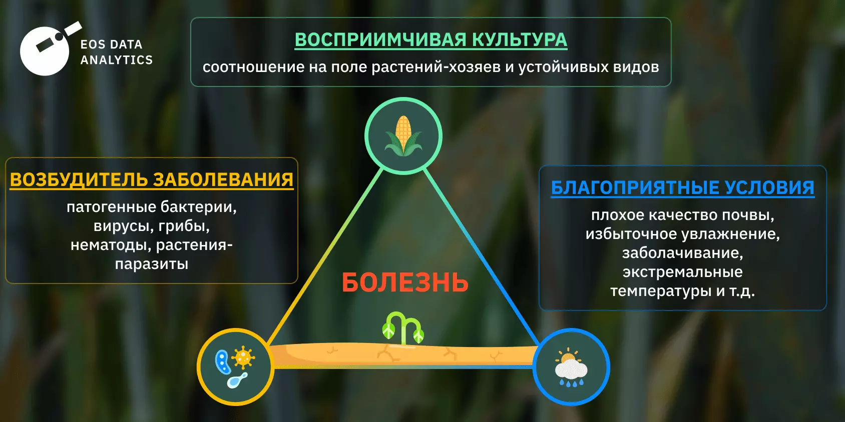 Болезни растений: причины, диагностика и методы защиты