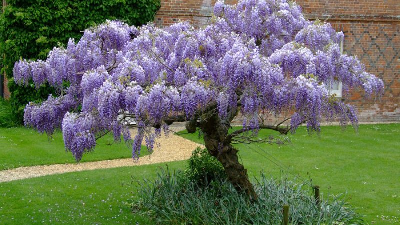 Быстрорастущие плодовые деревья и кустарники для дачи: названия, особенности ухода, фото