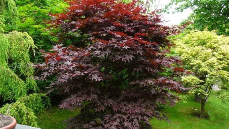 Быстрорастущие плодовые деревья и кустарники: как быстро получить урожай в саду