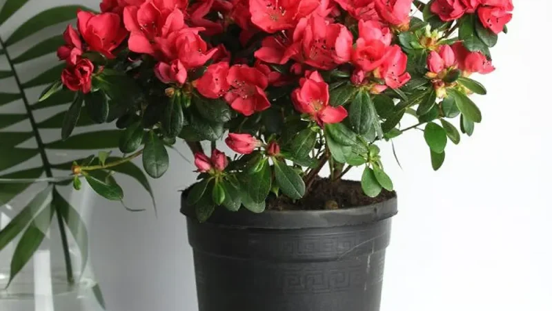 Цветущие комнатные растения: секреты успешного выращивания