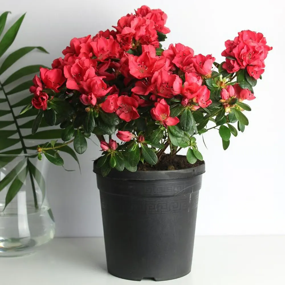 Цветущие комнатные растения: секреты успешного выращивания