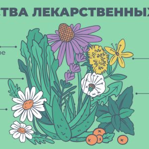 Фитотерапия: лечение травами и растения, обладающие лечебными свойствами