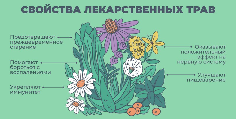 Фитотерапия: лечение травами и растения, обладающие лечебными свойствами