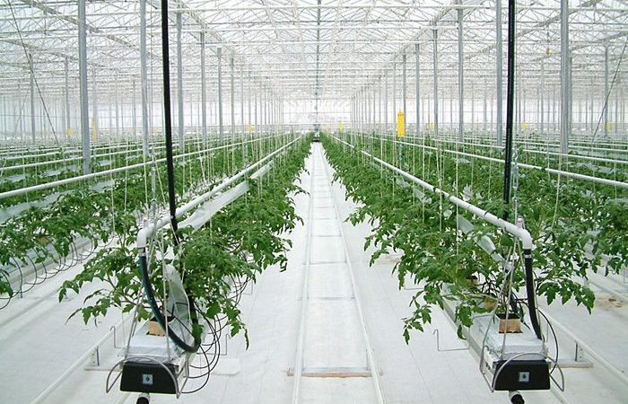 Гидропоника: революционный метод выращивания растений