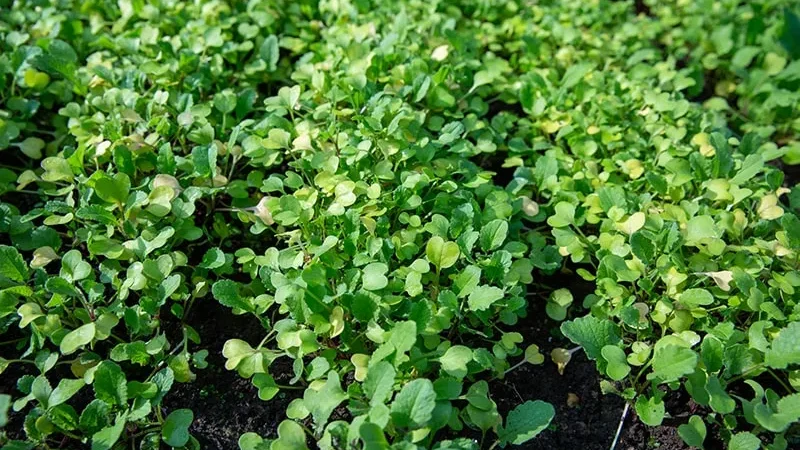 Горчица как сидерат осенью: когда сеять и перекапывать для удобрения почвы