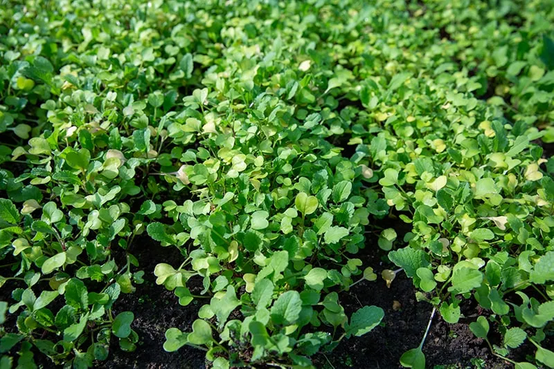 Горчица как сидерат осенью: когда сеять и перекапывать для удобрения почвы