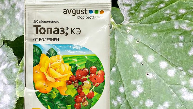Инструкция по применению Топаза от болезней растений