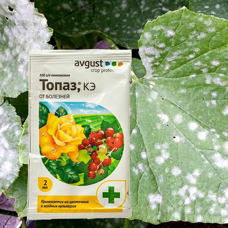 Инструкция по применению Топаза от болезней растений
