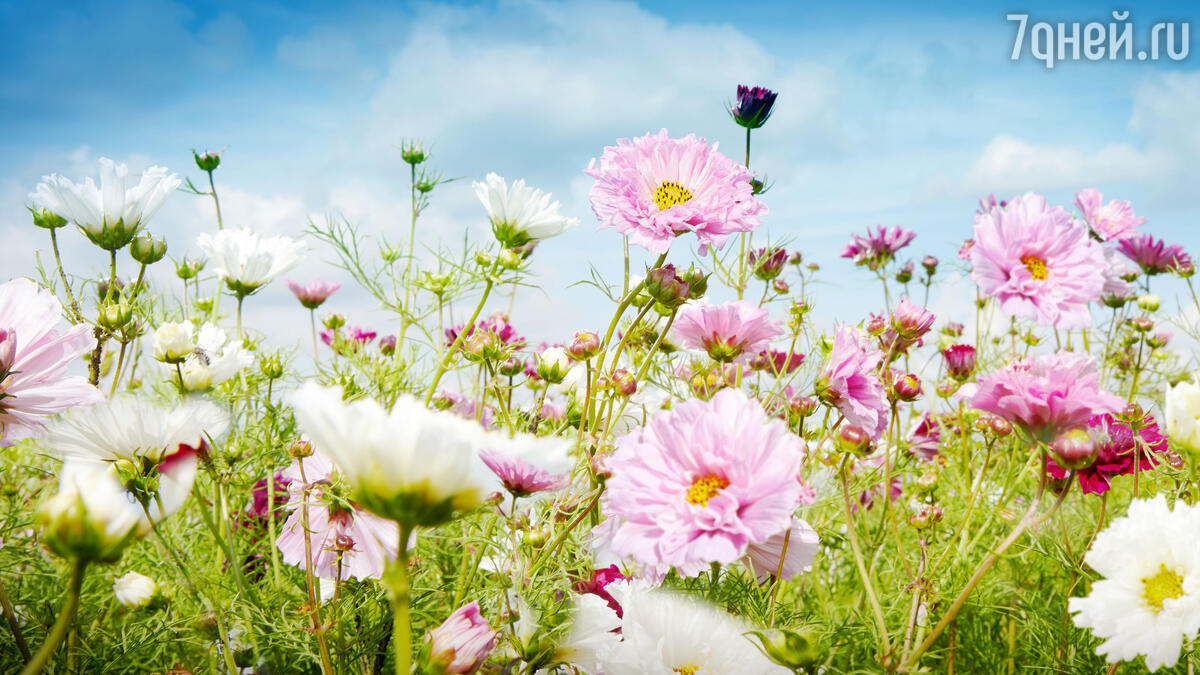 К чему снятся комнатные цветы: толкование сновидений