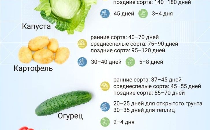 Как и когда сажать рассаду: полное руководство для дачников