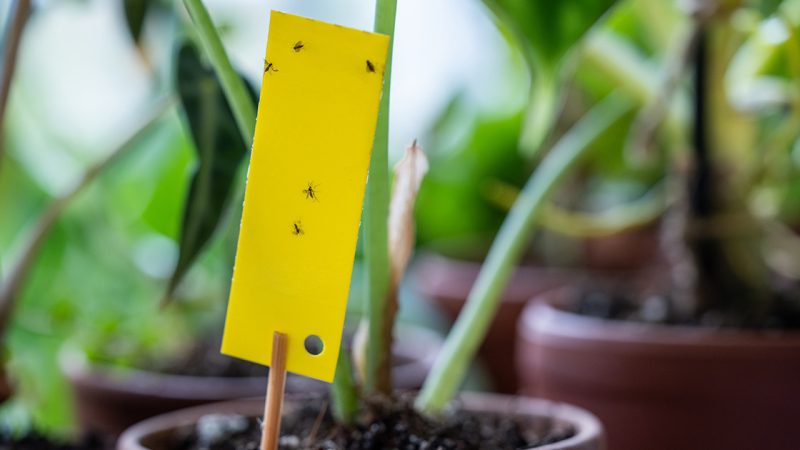 Как избавиться от мошки в комнатных цветах: эффективные методы