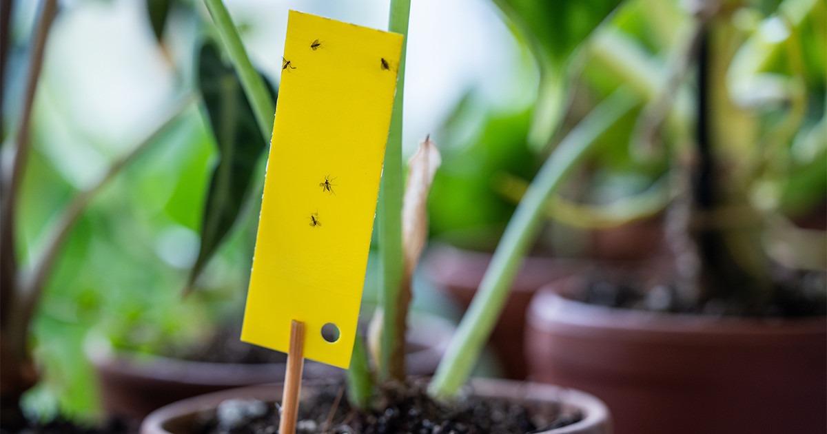 Как избавиться от мошки в комнатных цветах: эффективные методы