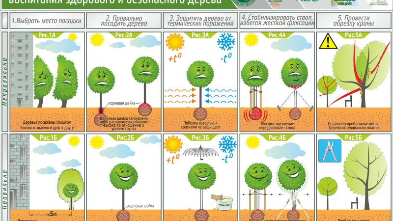 Как правильно посадить кустарники и деревья: пошаговая инструкция для садоводов