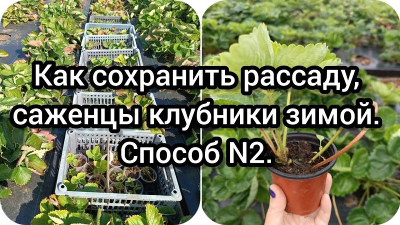 Как сохранить рассаду клубники зимой