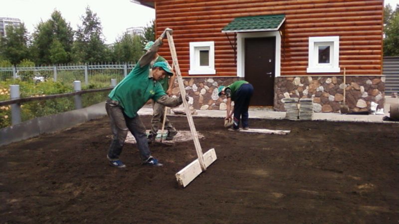Как создать газон на даче своими руками: пошаговая инструкция