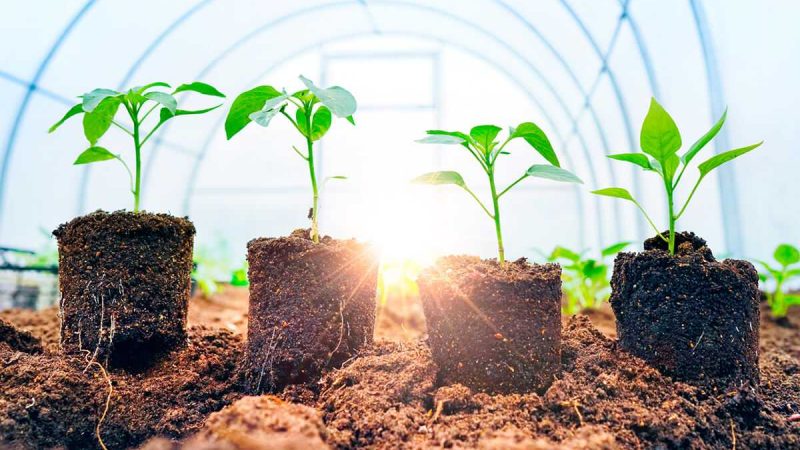 Как выбрать идеальный грунт для выращивания овощей