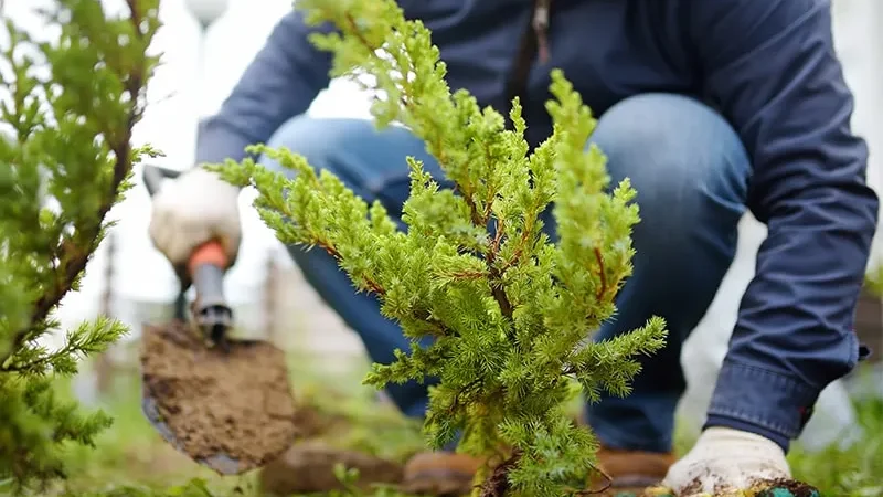 Какие деревья и кустарники сажают осенью