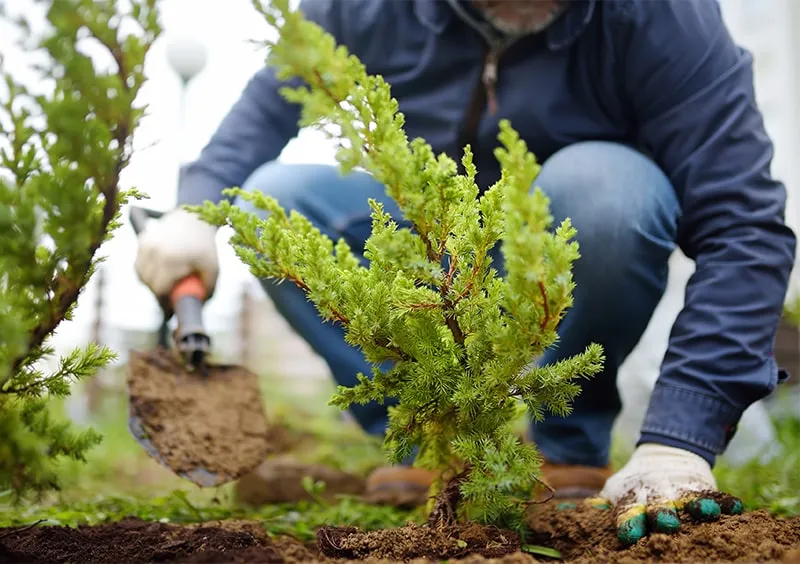 Какие деревья и кустарники сажают осенью