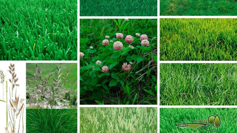 Какие травы лучше всего подходят для газона на даче