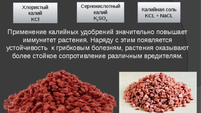 Калийные удобрения: роль, применение и выбор