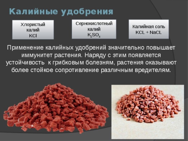 Калийные удобрения: роль, применение и выбор