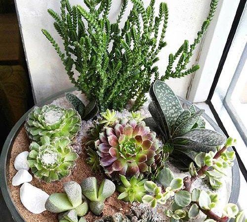 Каменная роза: Уход в домашних условиях