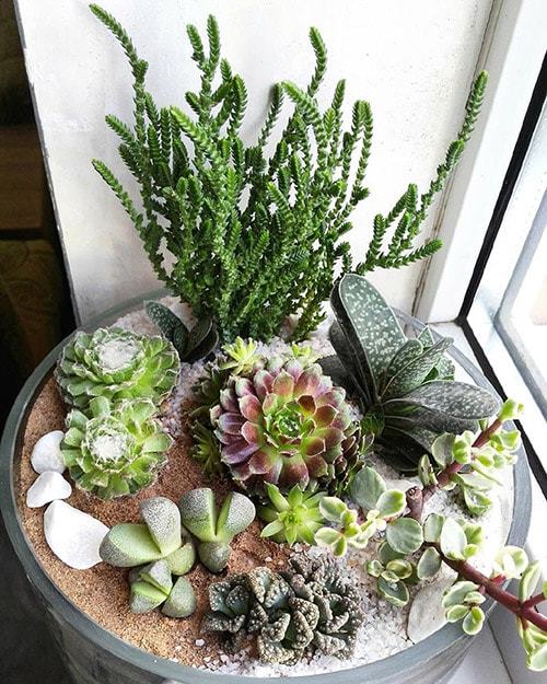 Каменная роза: Уход в домашних условиях