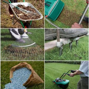 Когда лучше сажать газон на даче