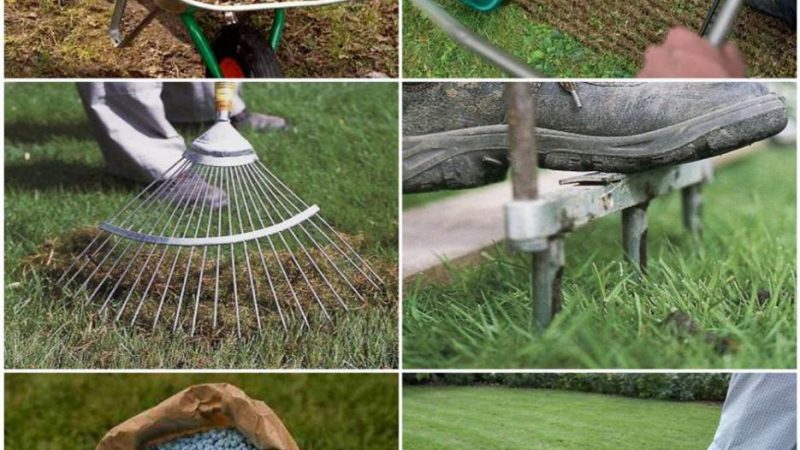 Когда лучше сажать газон на даче