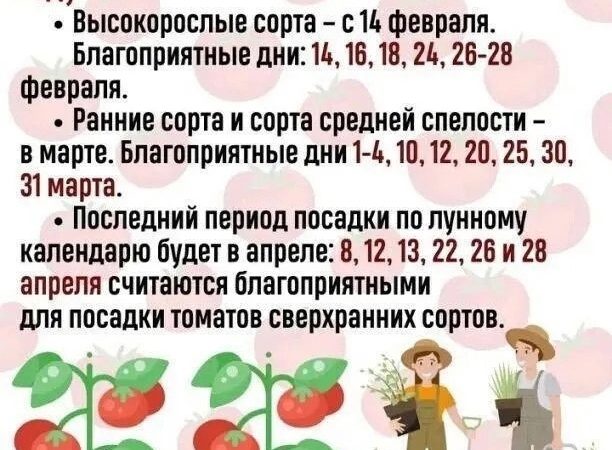 Когда сеять помидоры на рассаду