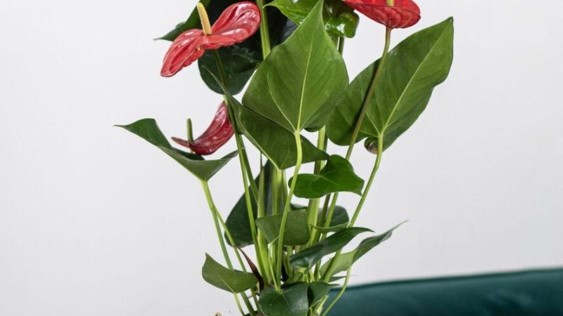 Комнатные цветы с красными цветками: названия, особенности ухода