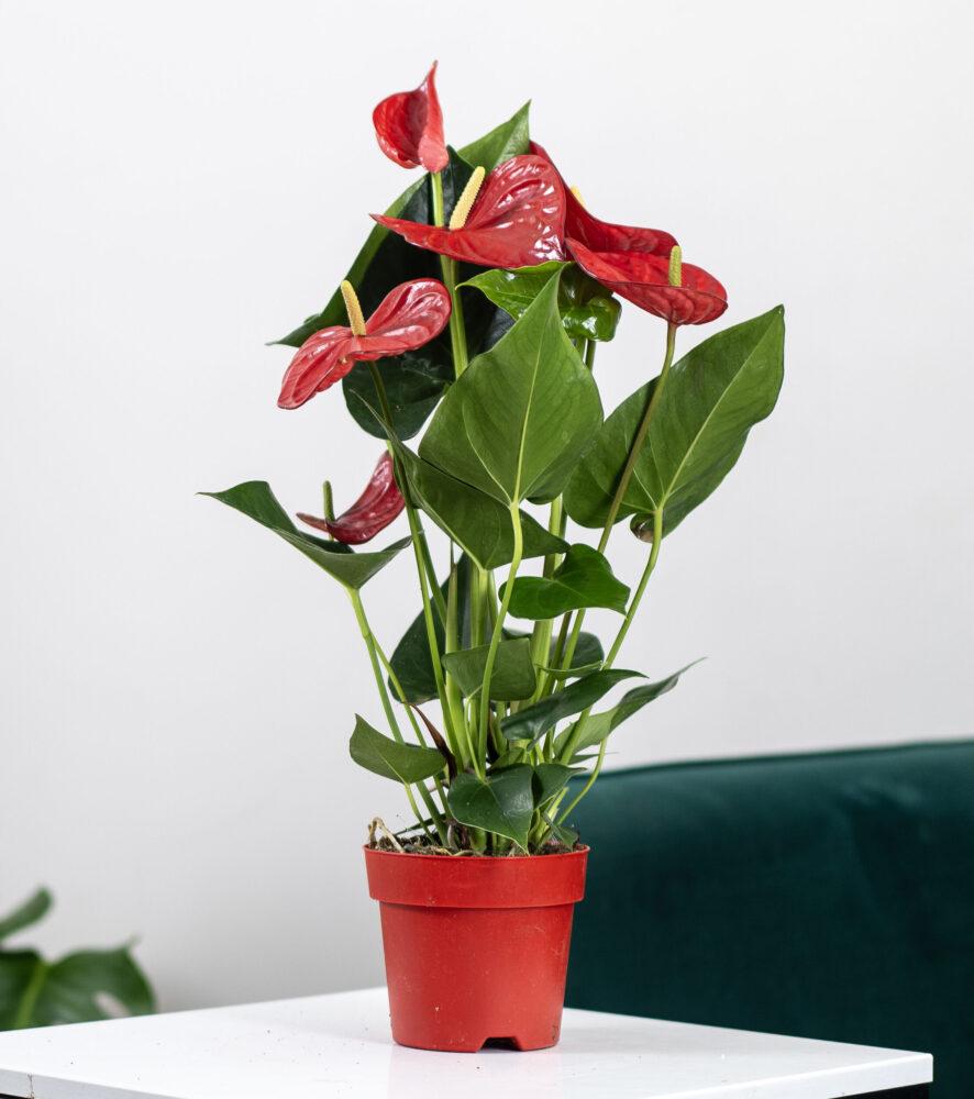 Комнатные цветы с красными цветками: названия, особенности ухода