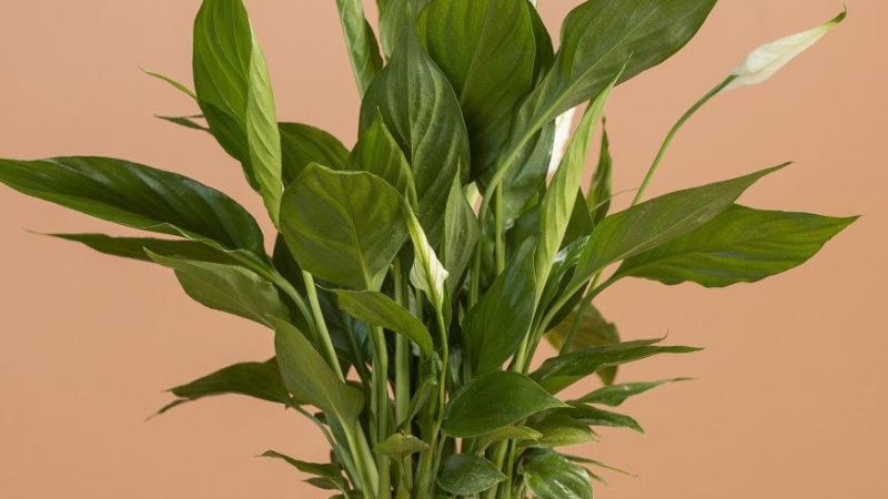 Комнатные растения с белыми цветами