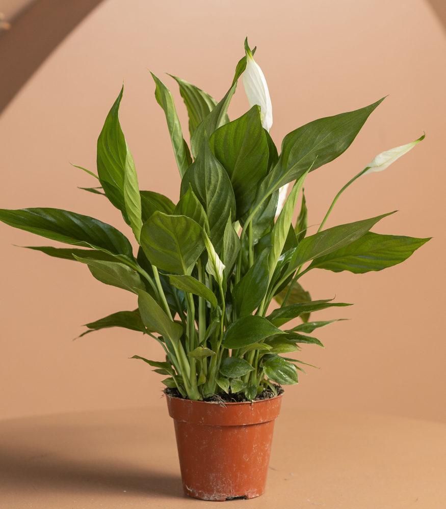 Комнатные растения с белыми цветами