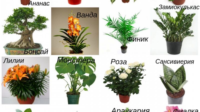 Комнатные растения с цветками