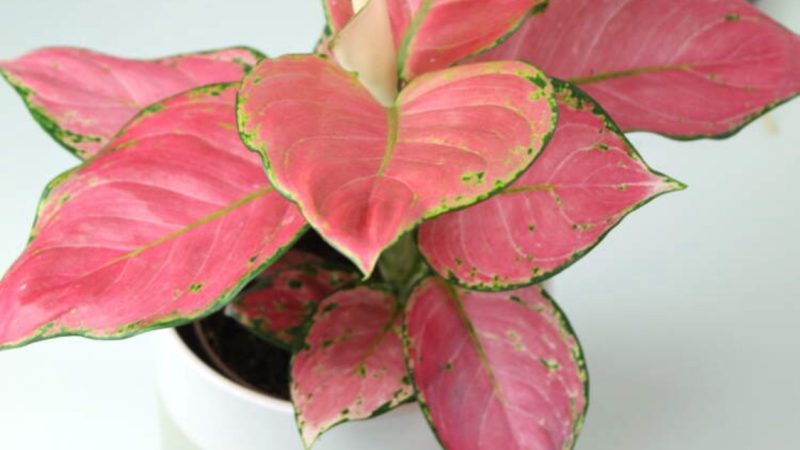 Комнатные растения с красными листьями: яркий акцент в вашем доме