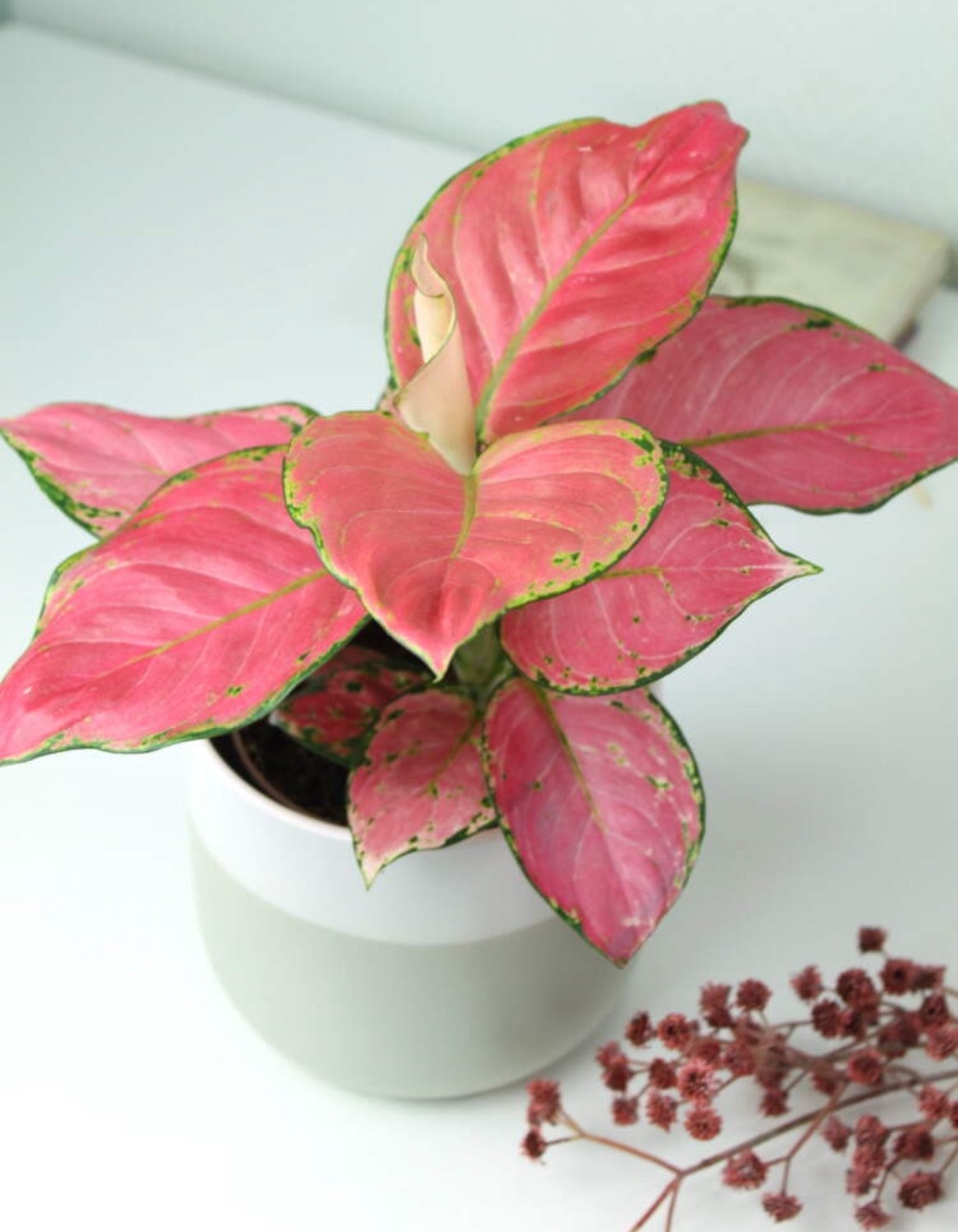 Комнатные растения с красными листьями: яркий акцент в вашем доме